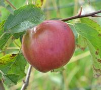 Burgundy æble